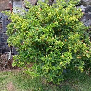 Meet your Posher, Inez